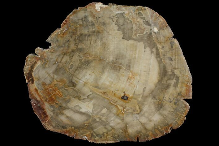 Petrified Wood (Araucaria) Slab - Madagascar #118846